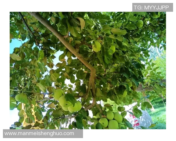 果园中的四季变换：探索不同季节下果树的生长与丰收之道